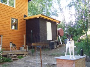 Shed from dogyard